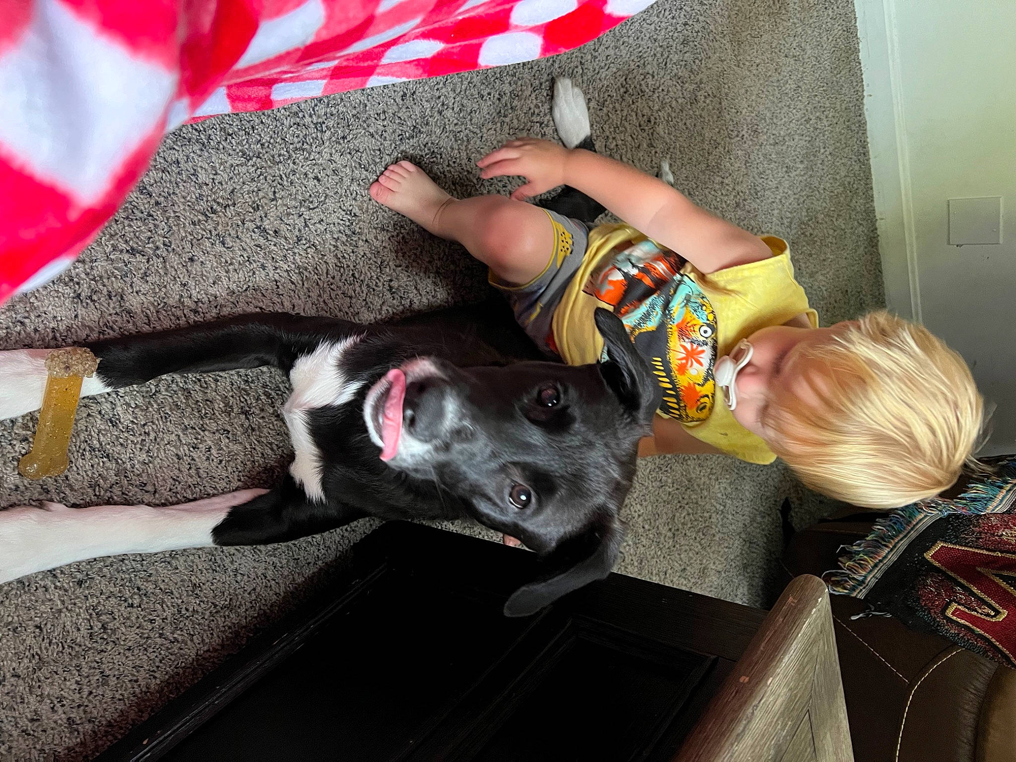 Paige is registered to the contest to win money with this photo: canidae, carmine, carnivore, collar, comfort, companion_dog, dog, dog_breed, flag, fun, fur, guard_dog, linens, sporting_group, tail