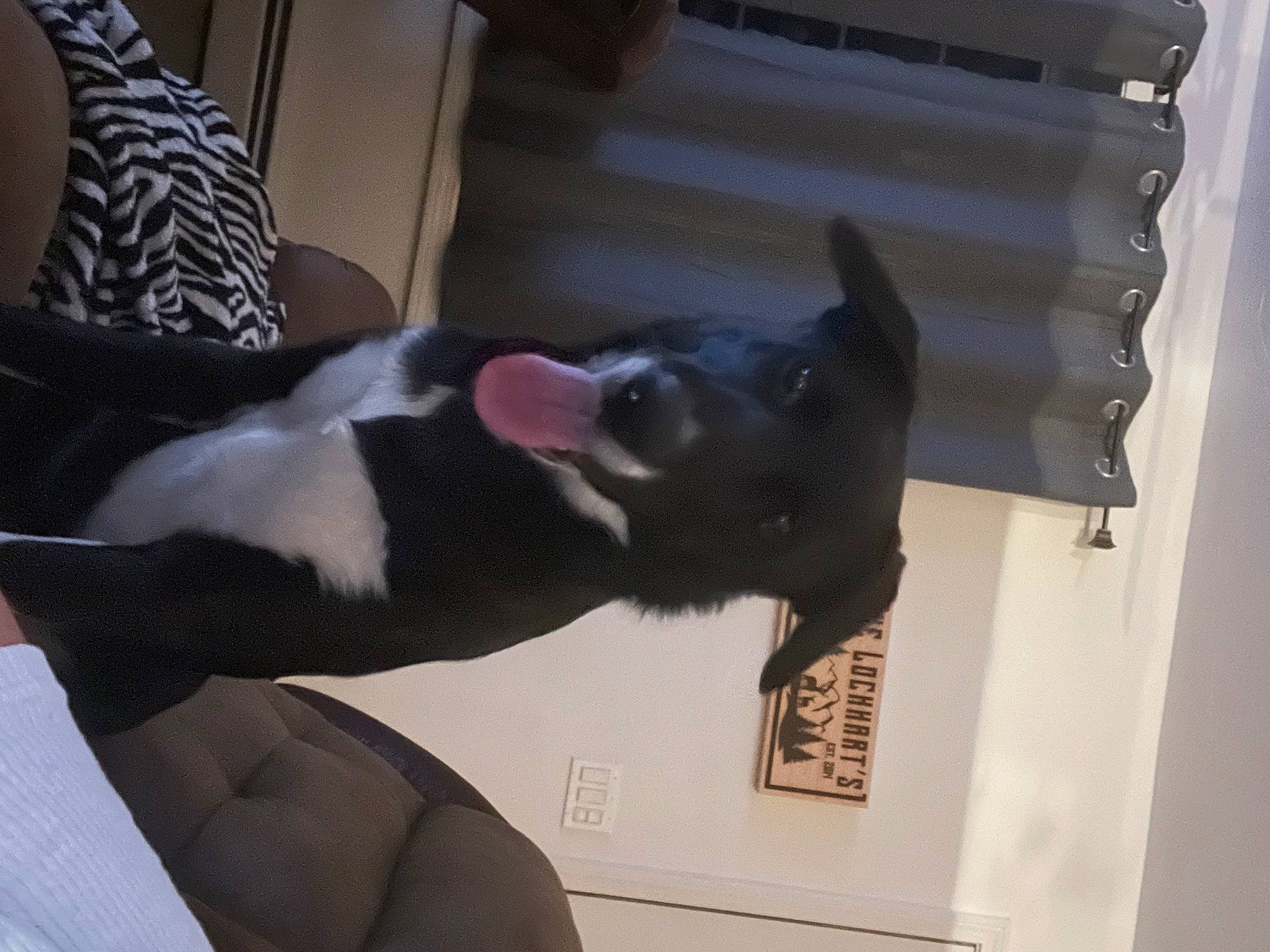 Paige joined the competition — help win amazing prizes! art, canidae, carnivore, companion_dog, dog, dog_breed, eyewear, fawn, felidae, fur, gesture, guard_dog, non_sporting_group, sculpture, small_to_medium_sized_cats, snout, sporting_group, tail, whiskers, working_animal