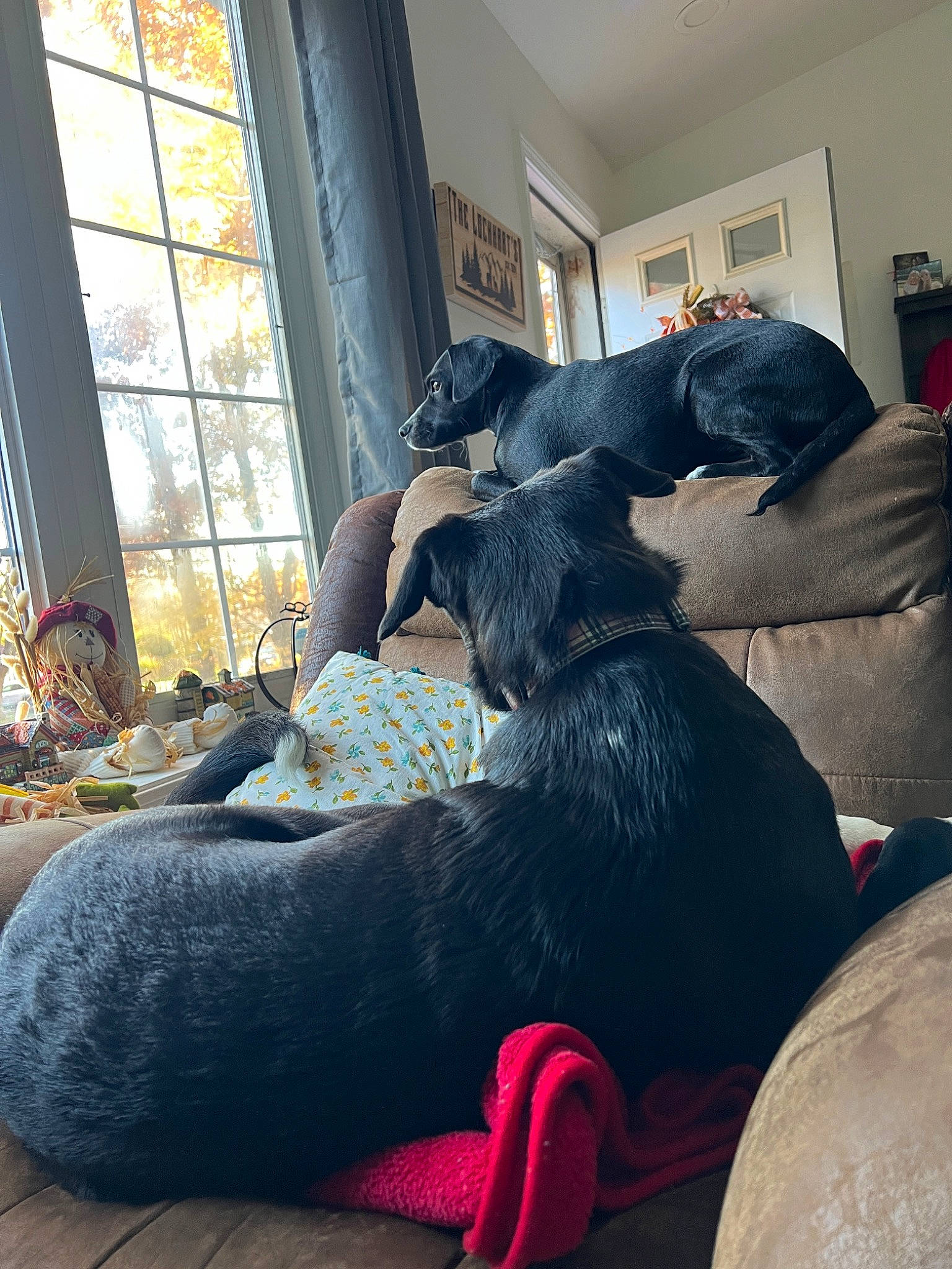 Paige joined the competition — help win amazing prizes! canidae, carmine, carnivore, comfort, companion_dog, couch, dog, dog_breed, fawn, flooring, fur, human_leg, living_room, picture_frame, room, sitting, sporting_group, studio_couch, window, wood