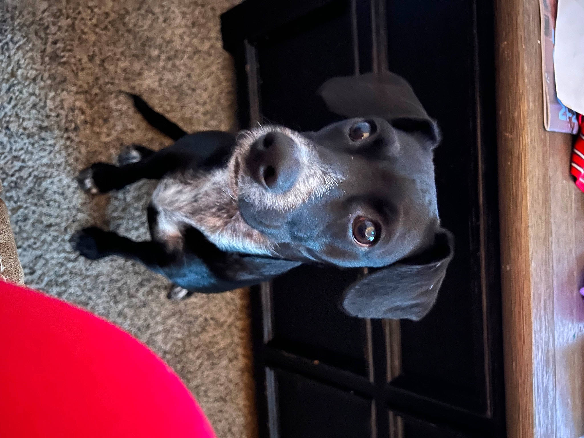 Faye joined the competition — help win amazing prizes! canidae, carnivore, collar, companion_dog, dog, dog_breed, electric_blue, fawn, fish, flag, jaw, liver, non_sporting_group, pet_supply, sculpture, snout, sporting_group, wood, working_animal