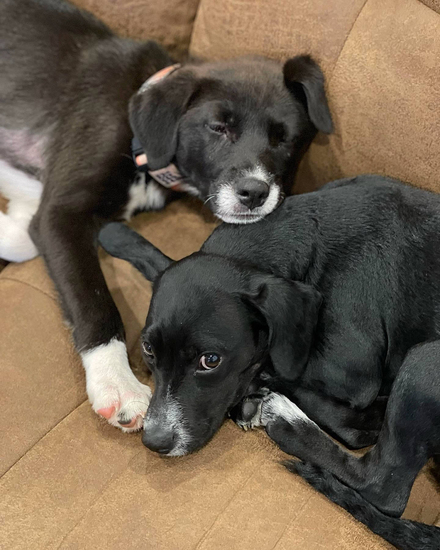 Faye joined the competition — help win amazing prizes! borador, canidae, carnivore, collar, companion_dog, dog, dog_breed, fur, guard_dog, gun_dog, hunting_dog, puppy, snout, sporting_group, tail, terrestrial_animal, whiskers, working_animal, working_dog