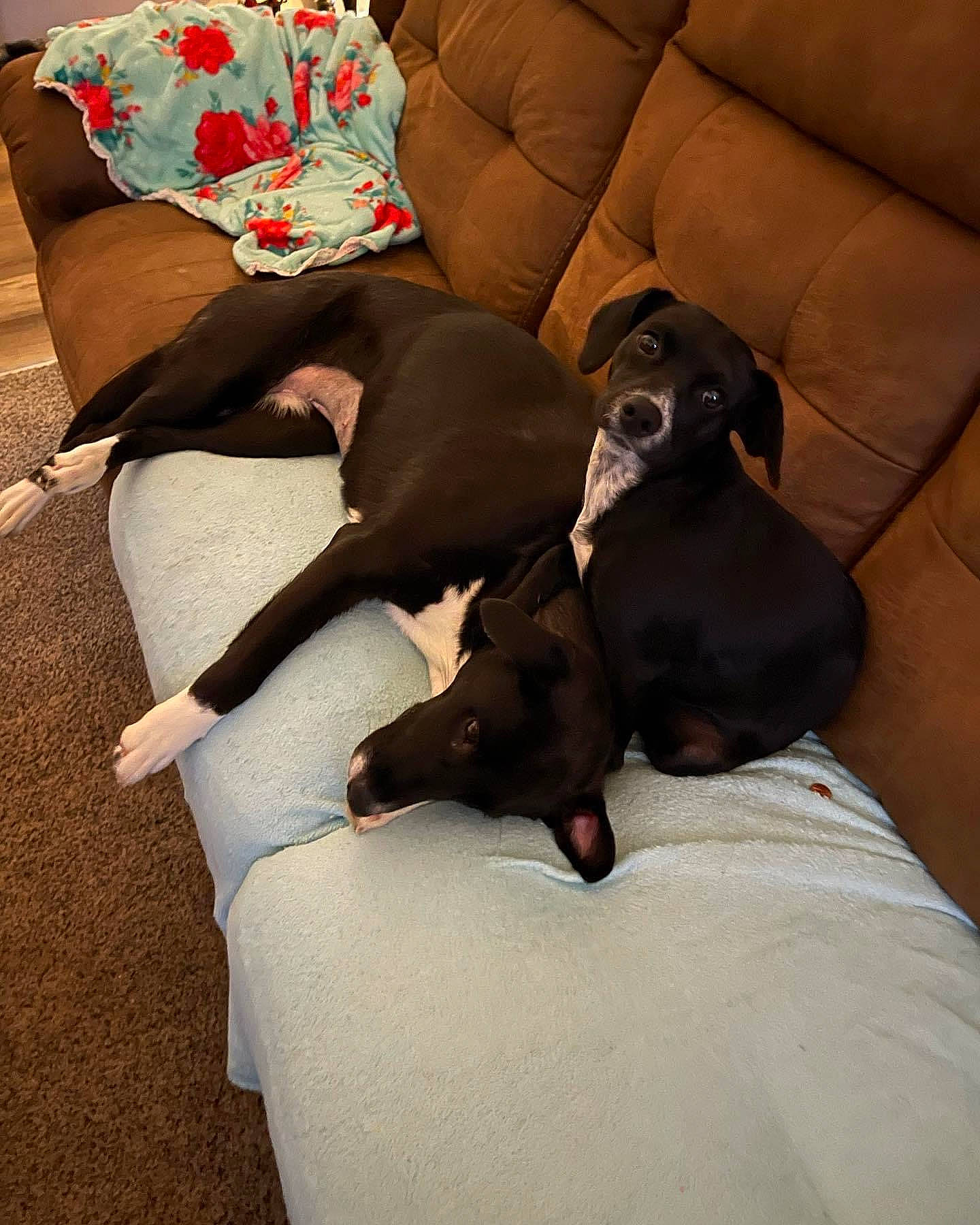 Faye is registered to the contest to win money with this photo: canidae, carnivore, comfort, companion_dog, couch, dog, dog_breed, dog_supply, fawn, guard_dog, human_leg, knee, linens, nap, non_sporting_group, sitting, sporting_group, tail, toy_dog, working_animal