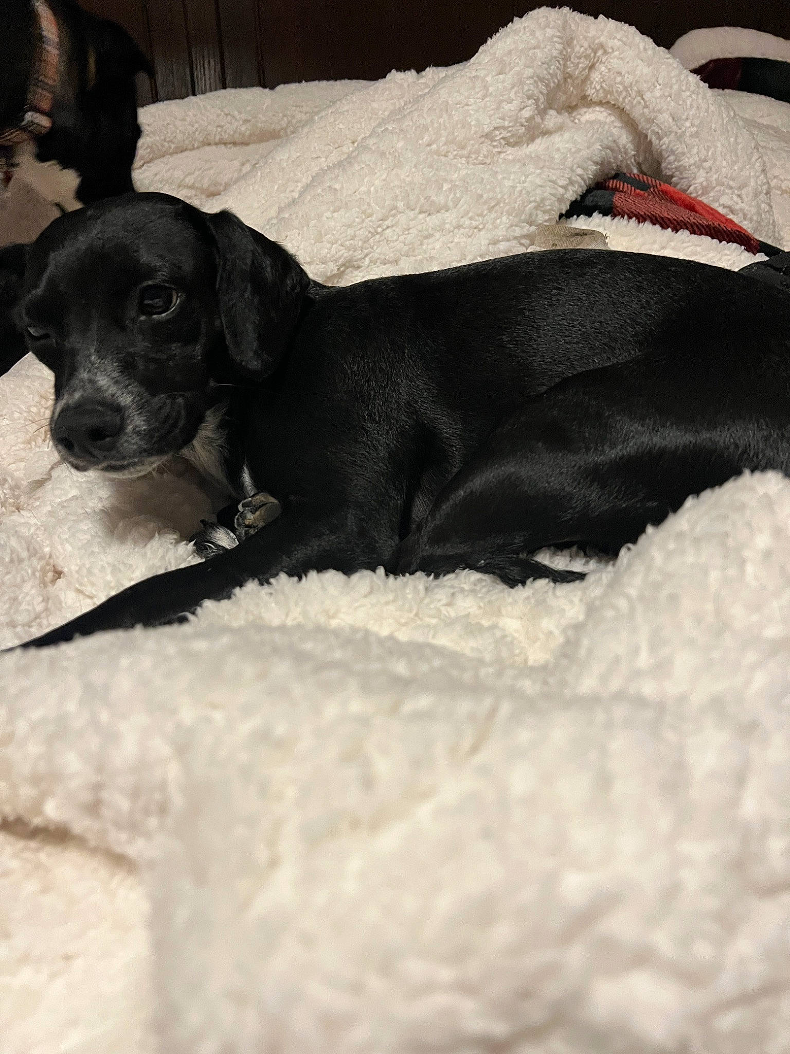 Faye is registered to the contest to win money with this photo: borador, canidae, carmine, carnivore, comfort, companion_dog, dog, dog_breed, fur, grey, guard_dog, linens, liver, monochrome, monochrome_photography, paw, snout, sporting_group, whiskers, working_animal