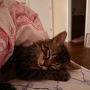 Yoda is registered to the contest to win money with this photo: bed, blanket, brown_tabby, closeup, comfort, cozy, cute, domestic_animal, feline, floral_pattern, fur, indoor, kitten, peaceful, pet, quiet, resting, sleeping, soft_light, young_cat