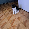 Blanche a rejoint le concours — aidez-le/la à gagner de superbes lots ! kitten, cat, indoor, floor, patterned_floor, black_and_white, door, pet, animal, small, cute, young, sitting, quiet, curious, shy, cozy, home, feline, domestic