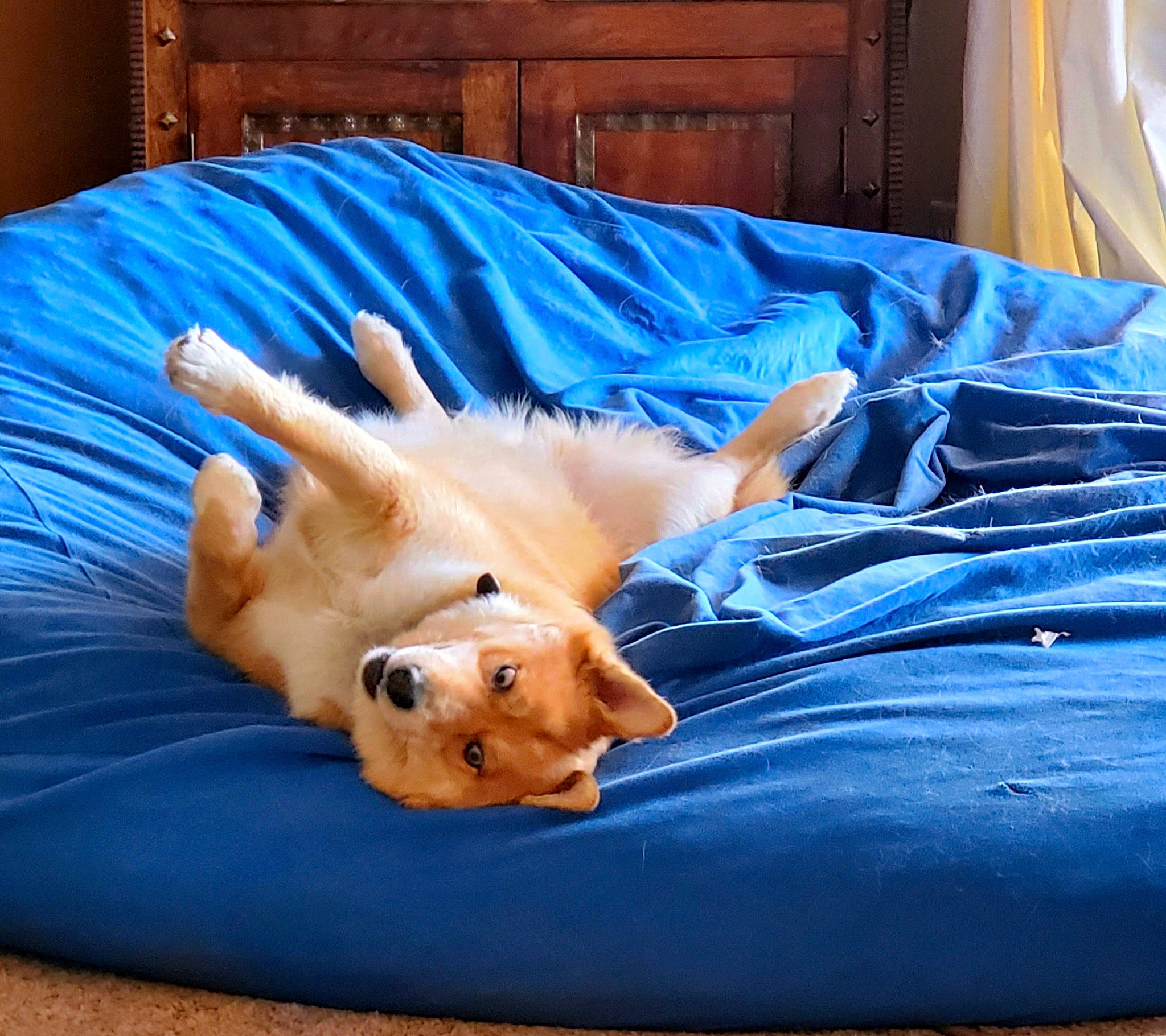 Tucker is registered to the contest to win money with this photo: bed, blue, carnivore, comfort, companion_dog, dog, dog_breed, dog_supply, fawn, felidae, hardwood, linens, paw, room, small_to_medium_sized_cats, tail, textile, toy, whiskers, wood