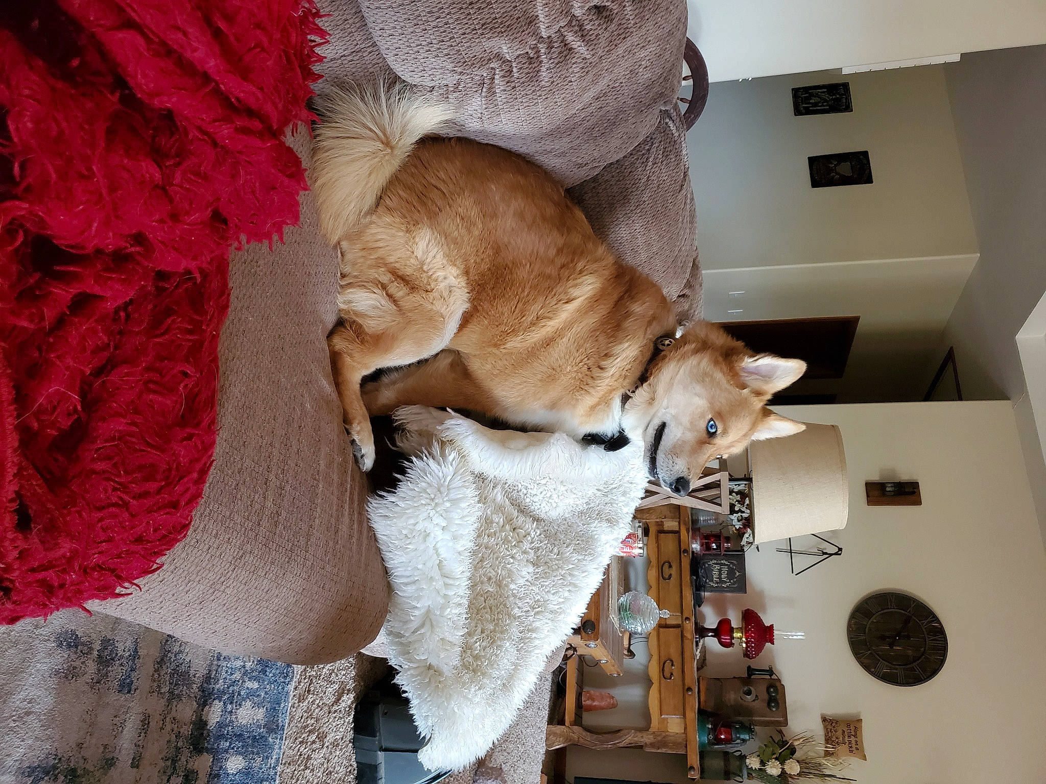 Tucker is registered to the contest to win money with this photo: canidae, carnivore, comfort, companion_dog, dog, dog_breed, domestic_short_haired_cat, fawn, felidae, flooring, fur, hardwood, linens, room, small_to_medium_sized_cats, sporting_group, tail, whiskers, wood, wool