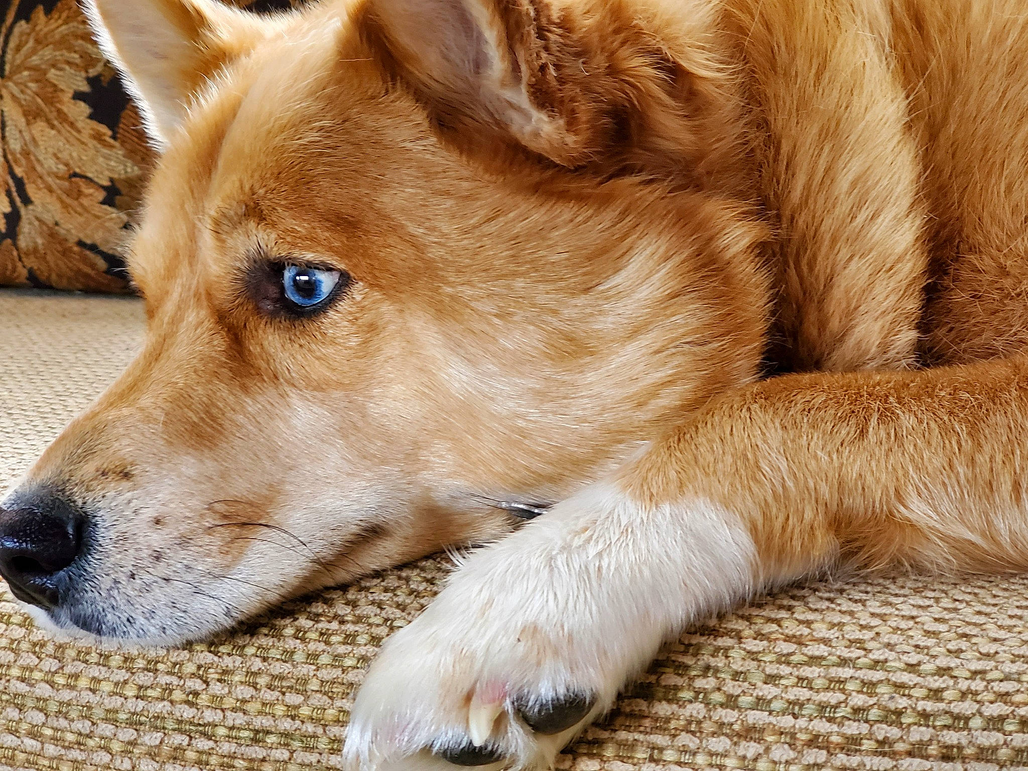 Tucker is registered to the contest to win money with this photo: ancient_dog_breeds, canidae, carnivore, collar, comfort, companion_dog, dingo, dog, dog_breed, fawn, fur, liver, non_sporting_group, paw, snout, sporting_group, tail, terrestrial_animal, whiskers, wood