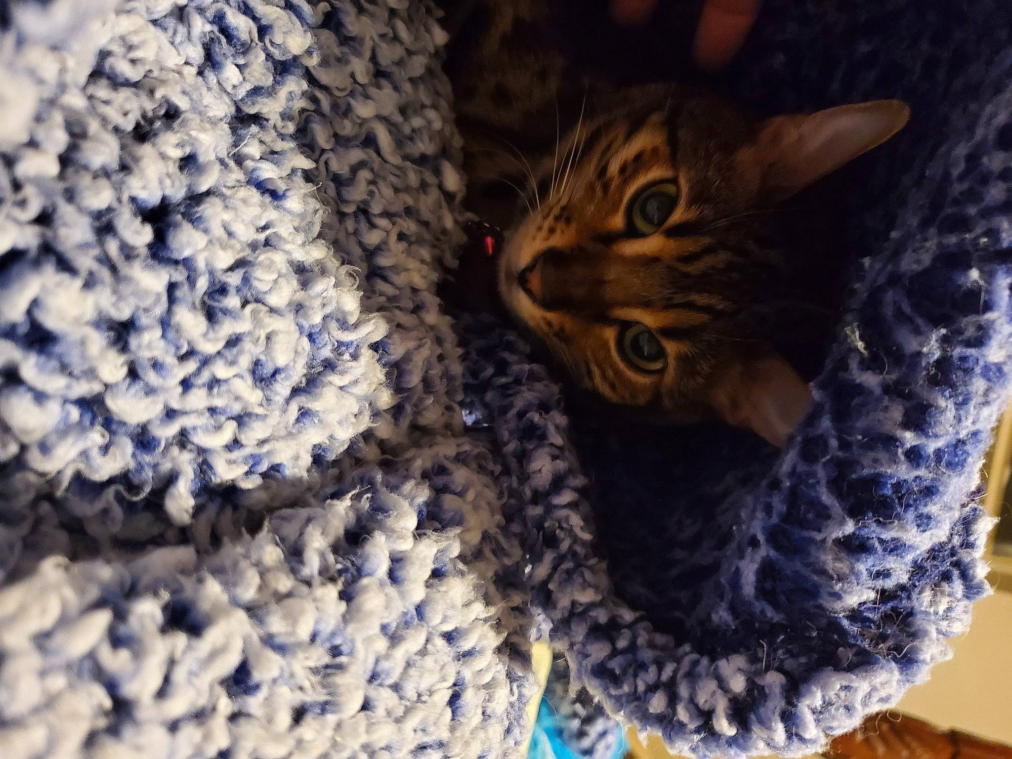 Harley joined the competition — help win amazing prizes! art, carnivore, cat, cat_supply, close_up, craft, crochet, domestic_short_haired_cat, electric_blue, fashion_accessory, felidae, fur, linens, pattern, small_to_medium_sized_cats, thread, whiskers, wool, woolen, woven_fabric