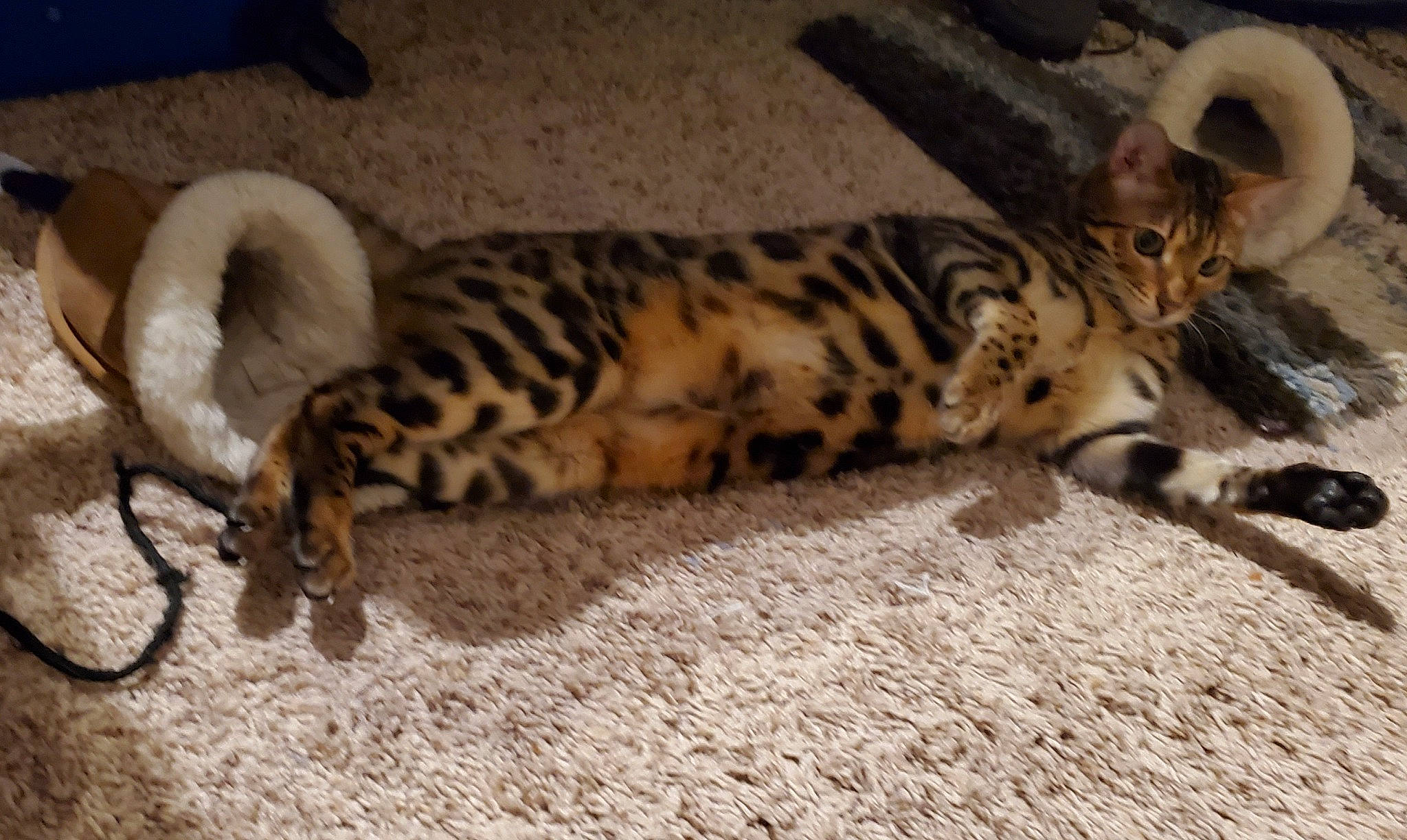 Harley is registered to the contest to win money with this photo: big_cats, carnivore, cat, claw, comfort, fawn, felidae, fur, pattern, paw, small_to_medium_sized_cats, snout, tail, terrestrial_animal, whiskers, wildlife, wood