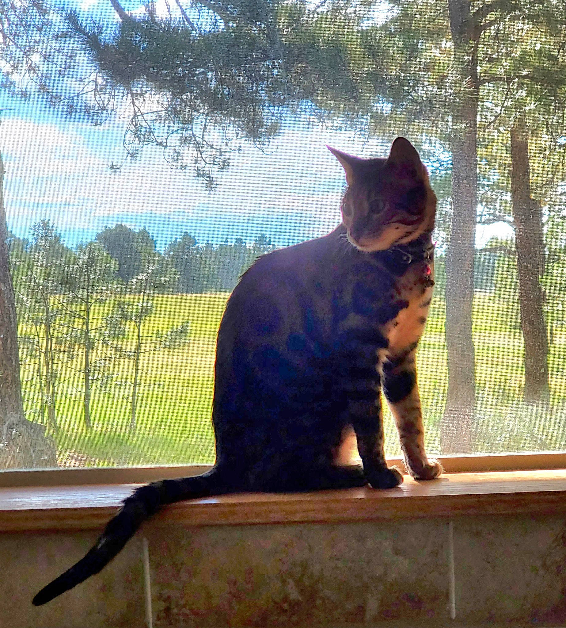 Harley is registered to the contest to win money with this photo: carnivore, cat, cloud, fawn, felidae, grass, mammal, metal, plant, sky, small_to_medium_sized_cats, snout, tail, tints_and_shades, tree, trunk, whiskers, wildlife, window, wood