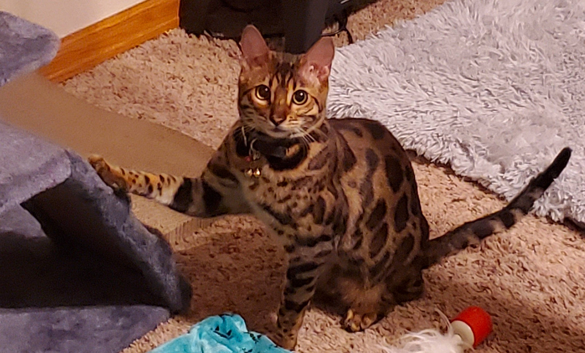 Harley joined the competition — help win amazing prizes! ball, carnivore, cat, domestic_short_haired_cat, fawn, felidae, fur, landscape, paw, rock, sand, sitting, small_to_medium_sized_cats, snout, soil, tail, terrestrial_animal, whiskers, wildlife