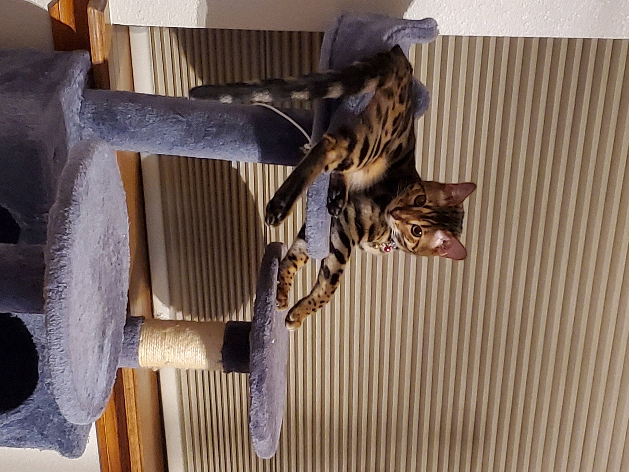 Harley joined the competition — help win amazing prizes! art, bat, carnivore, cat, door, felidae, hardwood, hat, metal, pattern, pet_supply, plywood, room, sculpture, small_to_medium_sized_cats, statue, tail, tree, wood, wood_stain