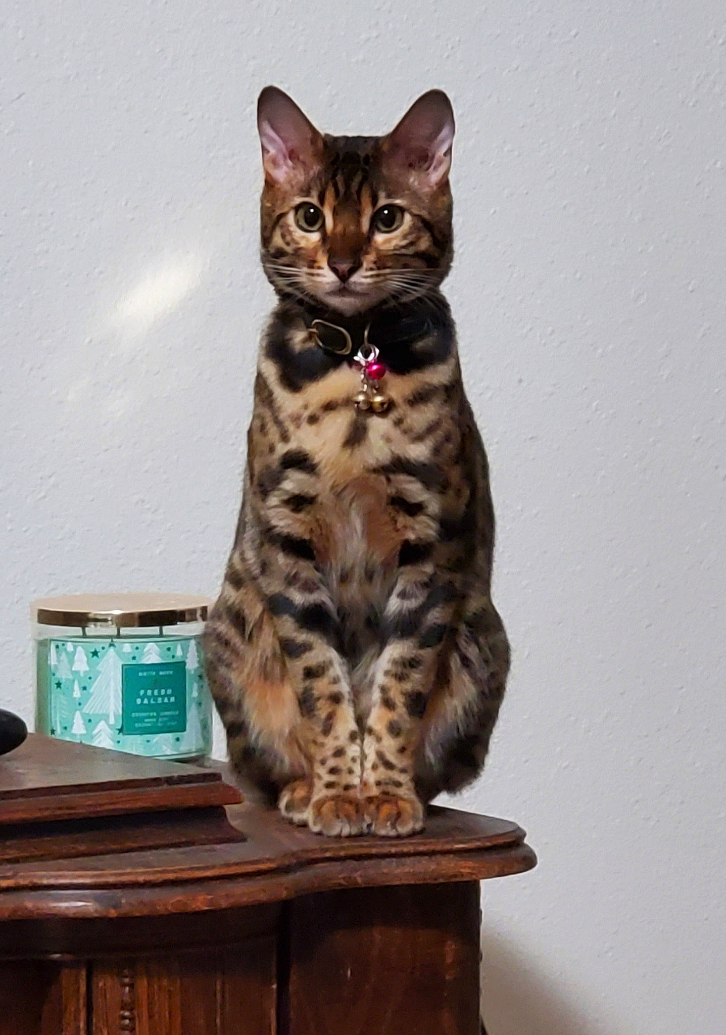 Harley joined the competition — help win amazing prizes! carnivore, cat, cat_supply, domestic_short_haired_cat, felidae, fur, hardwood, paw, sitting, small_to_medium_sized_cats, snout, tail, terrestrial_animal, varnish, whiskers, wood, wood_stain