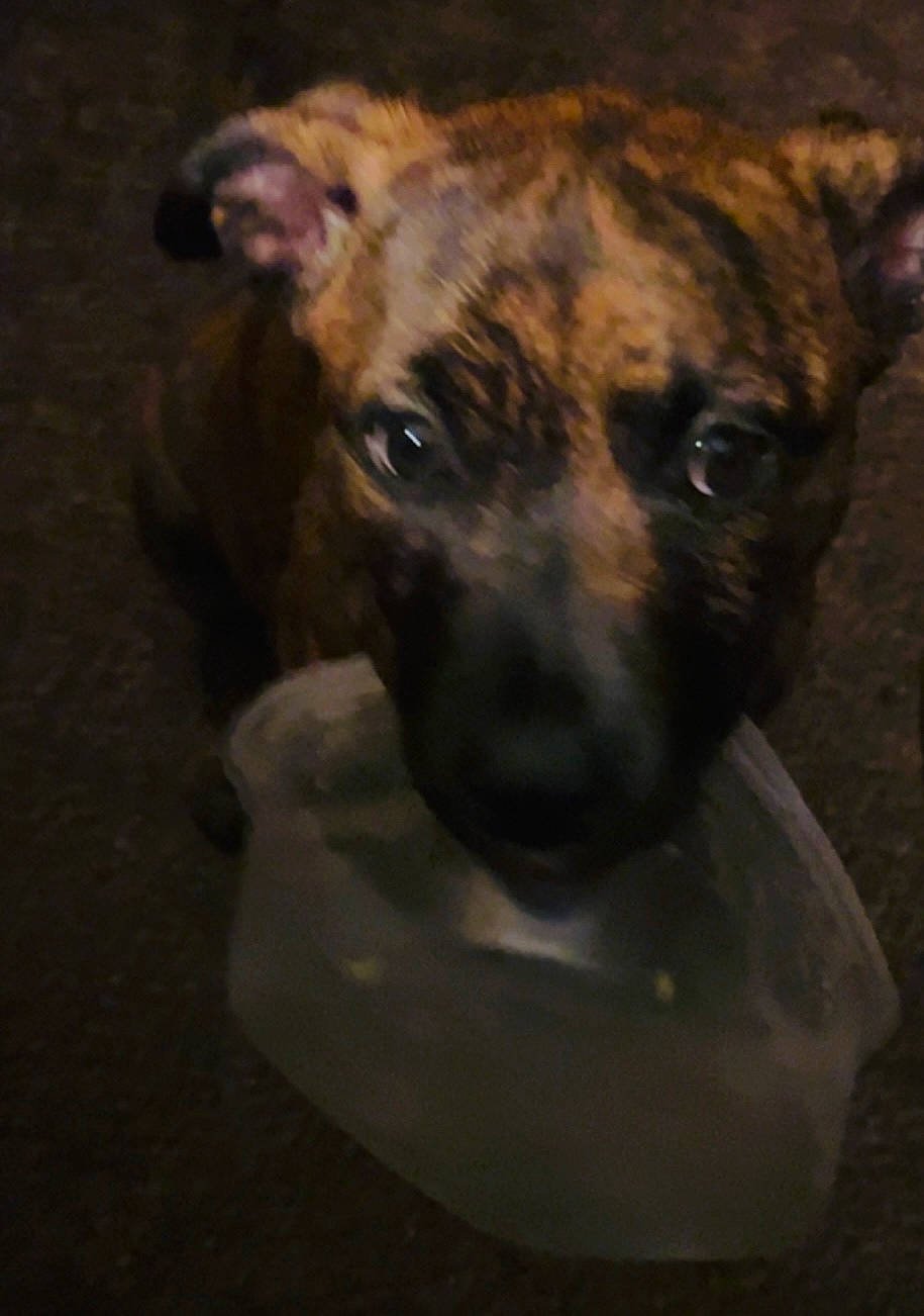 Storm joined the competition — help win amazing prizes! canidae, carnivore, companion_dog, dog, dog_breed, fawn, fur, guard_dog, head, liver, non_sporting_group, pet_supply, plott_hound, snout, sporting_group, terrestrial_animal, whiskers, working_animal, working_dog