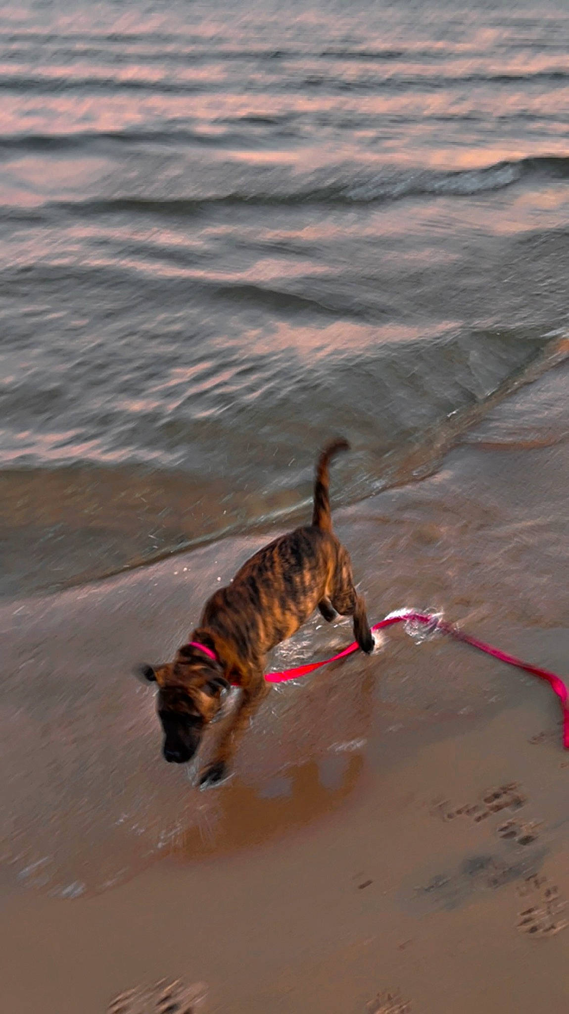 Storm is registered to the contest to win money with this photo: beach, canidae, carnivore, collar, dog, dog_breed, evening, felidae, fun, lake, landscape, leash, ocean, pet_supply, sand, small_to_medium_sized_cats, sporting_group, tail, water, wind_wave