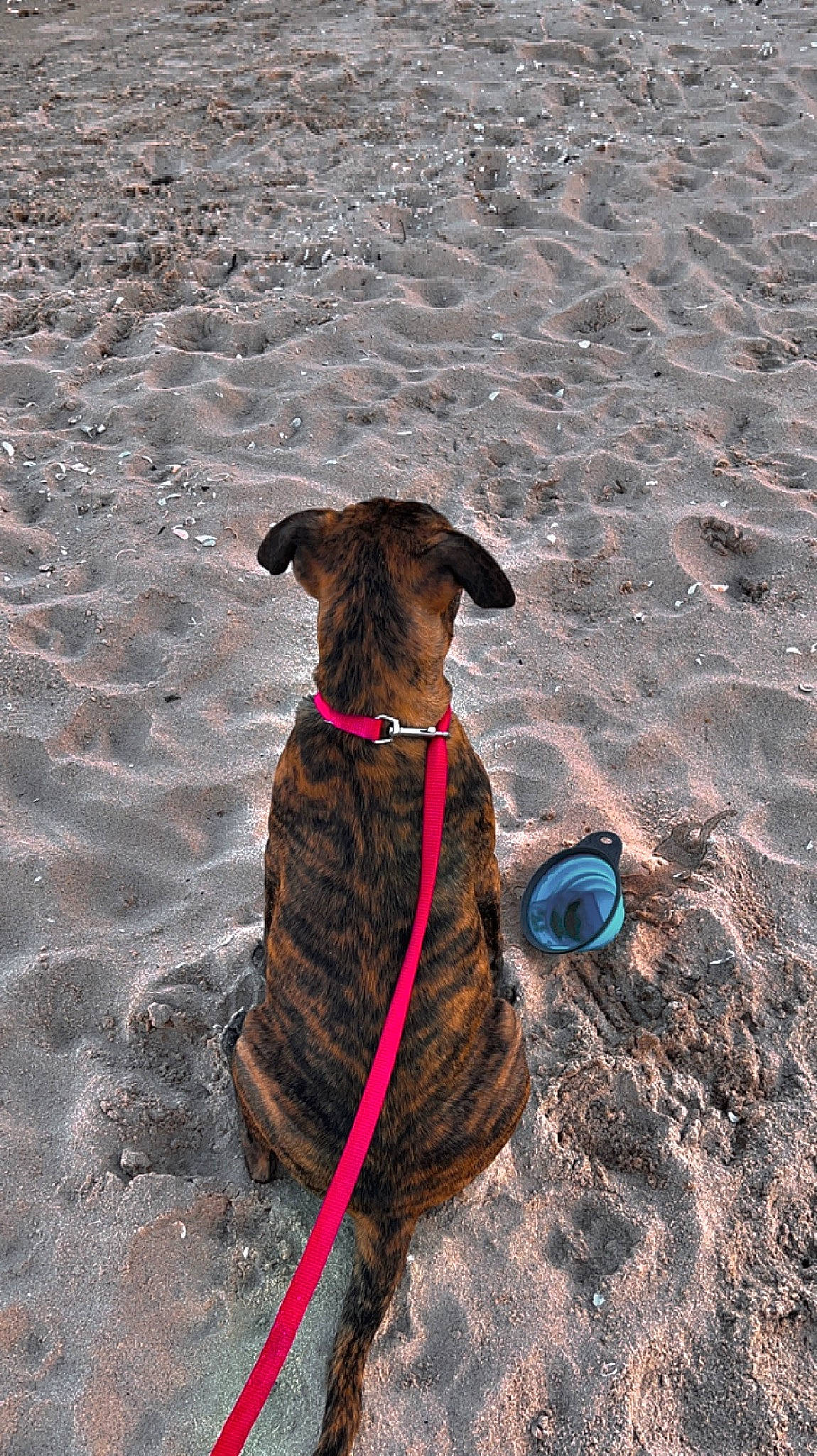 Storm joined the competition — help win amazing prizes! canidae, carnivore, collar, dog, dog_breed, dog_collar, dog_supply, fashion_accessory, fawn, fun, landscape, leash, liver, pet_supply, sand, shadow, soil, sporting_group, tail, working_animal