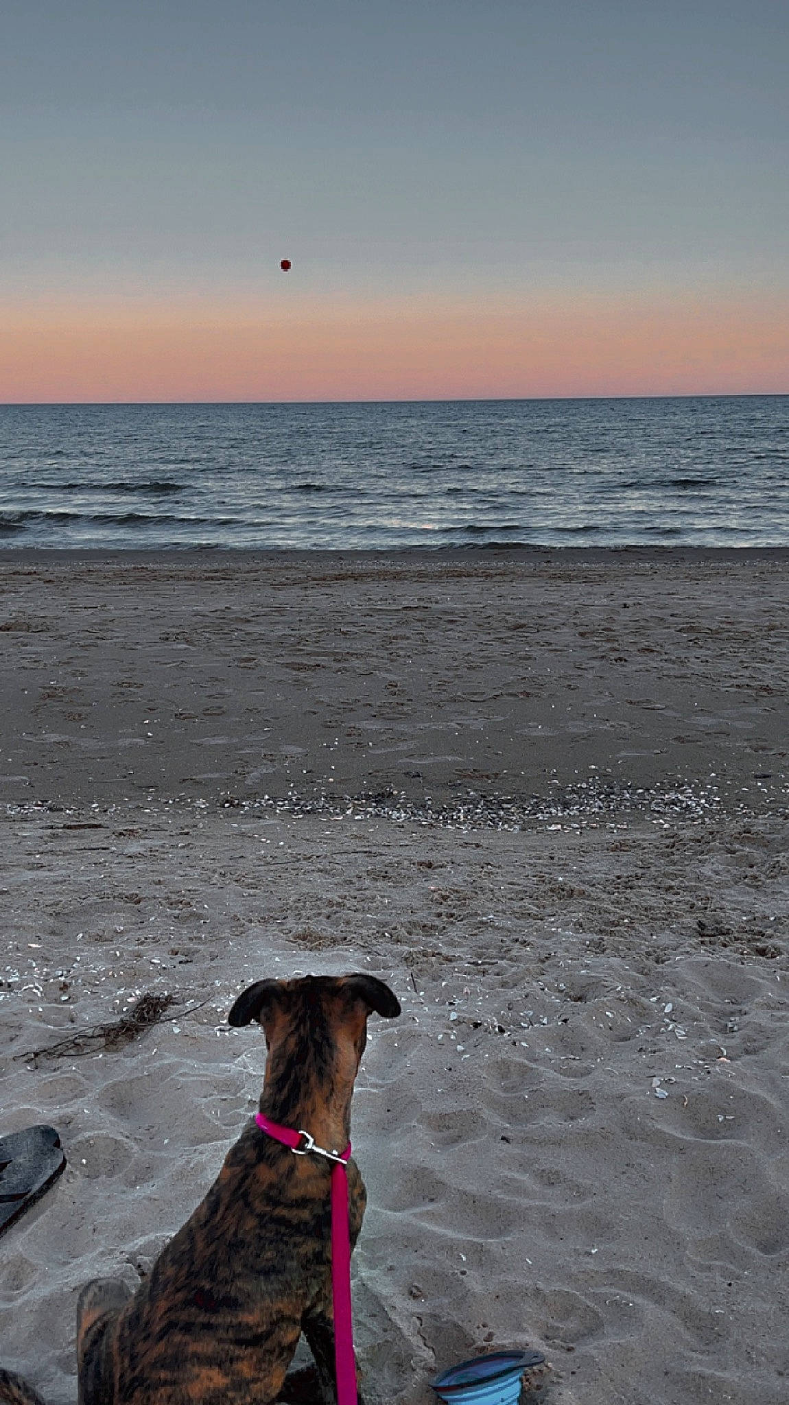 Storm joined the competition — help win amazing prizes! art, beach, calm, carnivore, cloud, coast, collar, dog, dog_breed, fawn, horizon, morning, ocean, shore, sky, summer, water, wave, wind_wave, working_animal