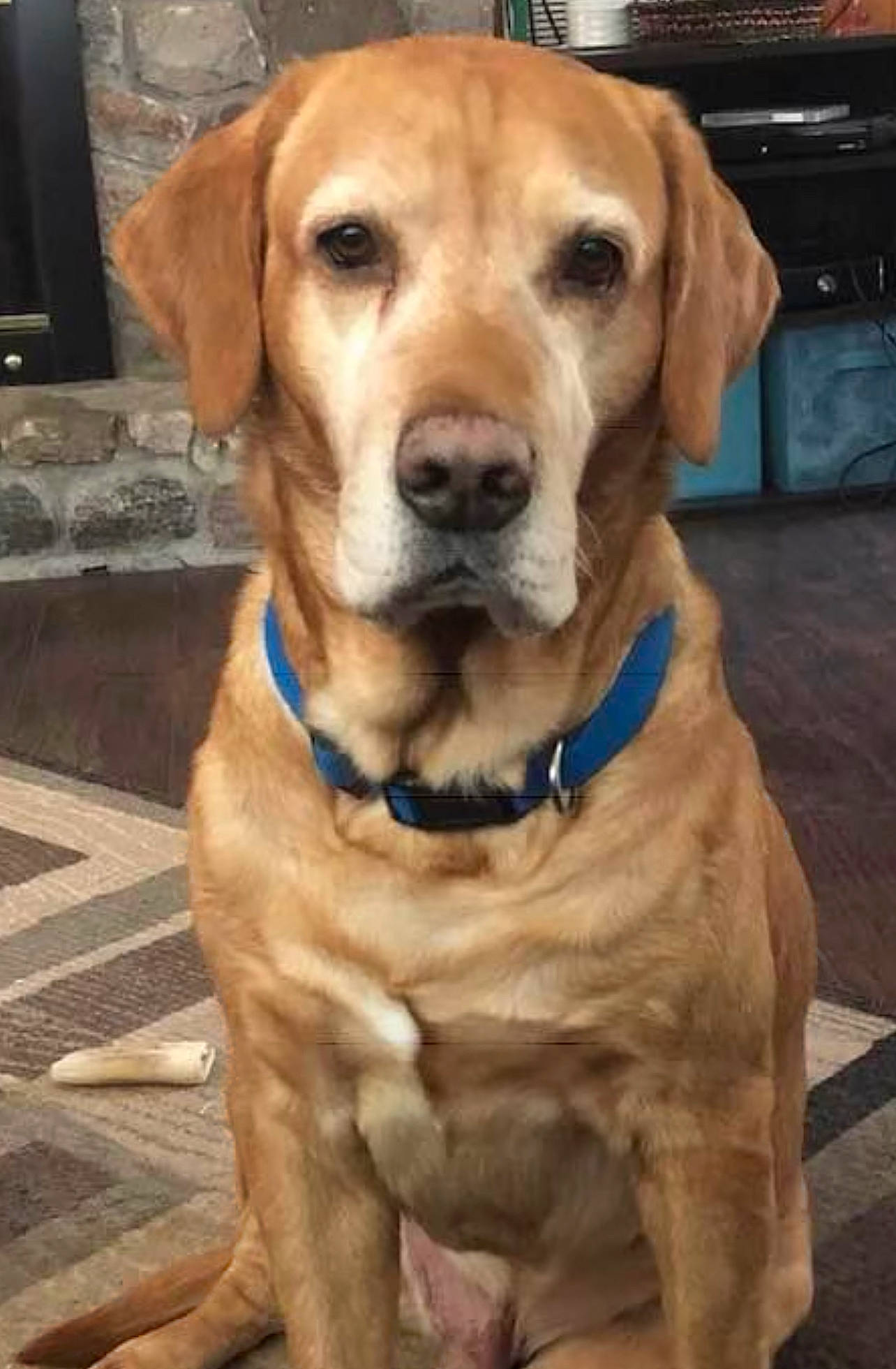 Nemo is registered to the contest to win money with this photo: canidae, carnivore, collar, companion_dog, dog, dog_breed, dog_collar, fawn, firefighter, flooring, fur, plant, snout, sporting_group, whiskers, working_animal, working_dog