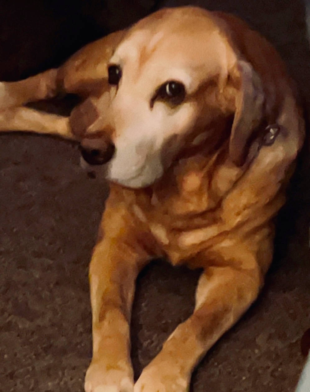 Nemo is registered to the contest to win money with this photo: ancient_dog_breeds, art, canidae, carnivore, companion_dog, dog, dog_breed, ear, fawn, hunting_dog, liver, non_sporting_group, paw, snout, sporting_group, tail, terrestrial_animal, whiskers, wood, working_animal