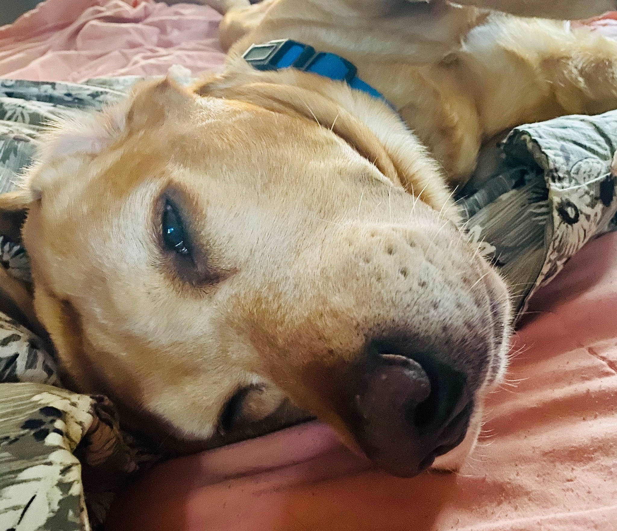 Nemo joined the competition — help win amazing prizes! canidae, carnivore, collar, comfort, companion_dog, dog, dog_breed, ear, fawn, fur, paw, pet_supply, snout, sporting_group, terrestrial_animal, whiskers, working_animal