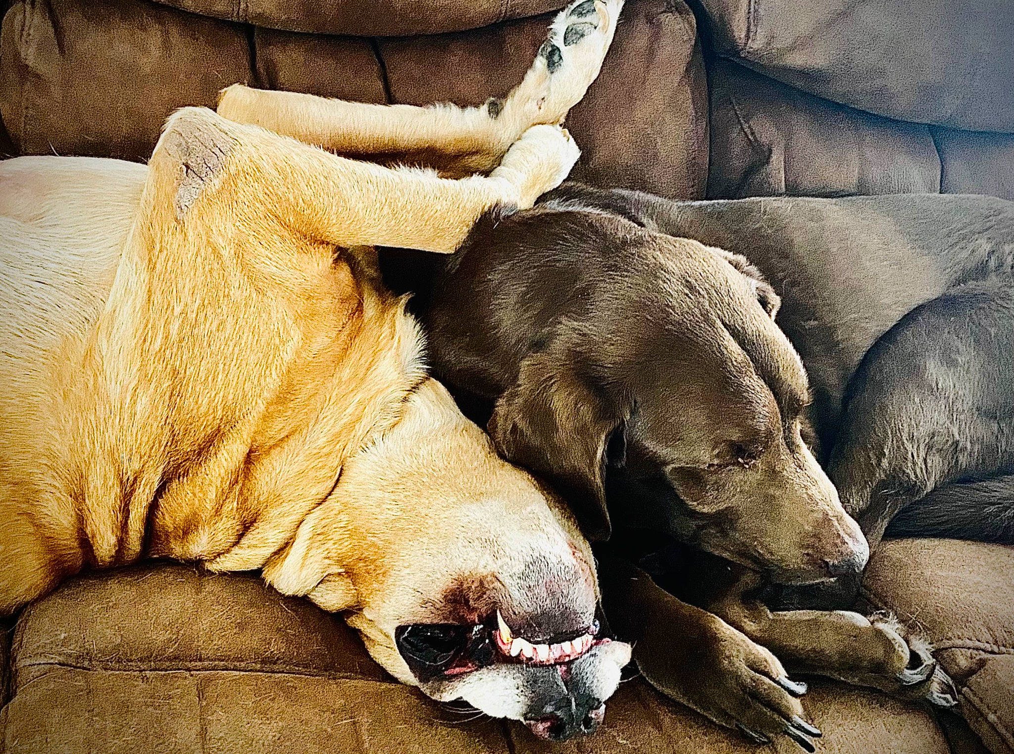 Nemo joined the competition — help win amazing prizes! art, canidae, carnivore, comfort, companion_dog, dog, dog_breed, dog_supply, fawn, fur, guard_dog, liver, nap, paw, sleep, snout, sporting_group, tail, terrestrial_animal, working_animal