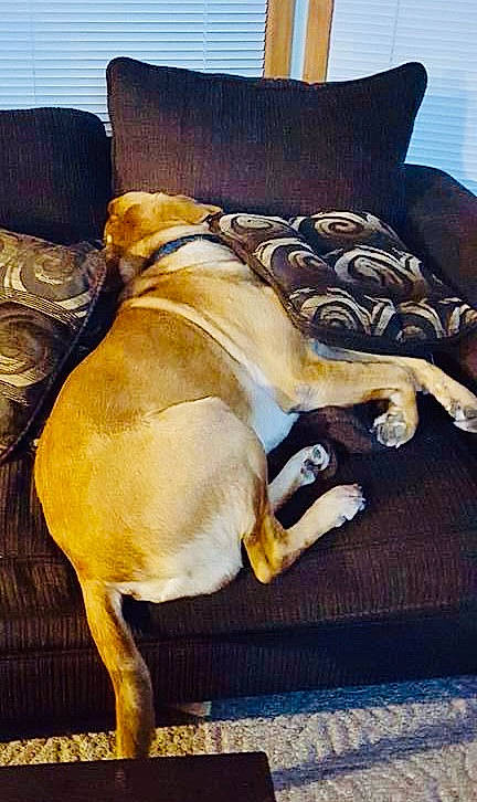 Nemo is registered to the contest to win money with this photo: canidae, carnivore, chair, comfort, companion_dog, couch, dog, dog_breed, dog_collar, dog_supply, fawn, flooring, fur, furniture, hardwood, pet_supply, sporting_group, tail, wood, working_animal
