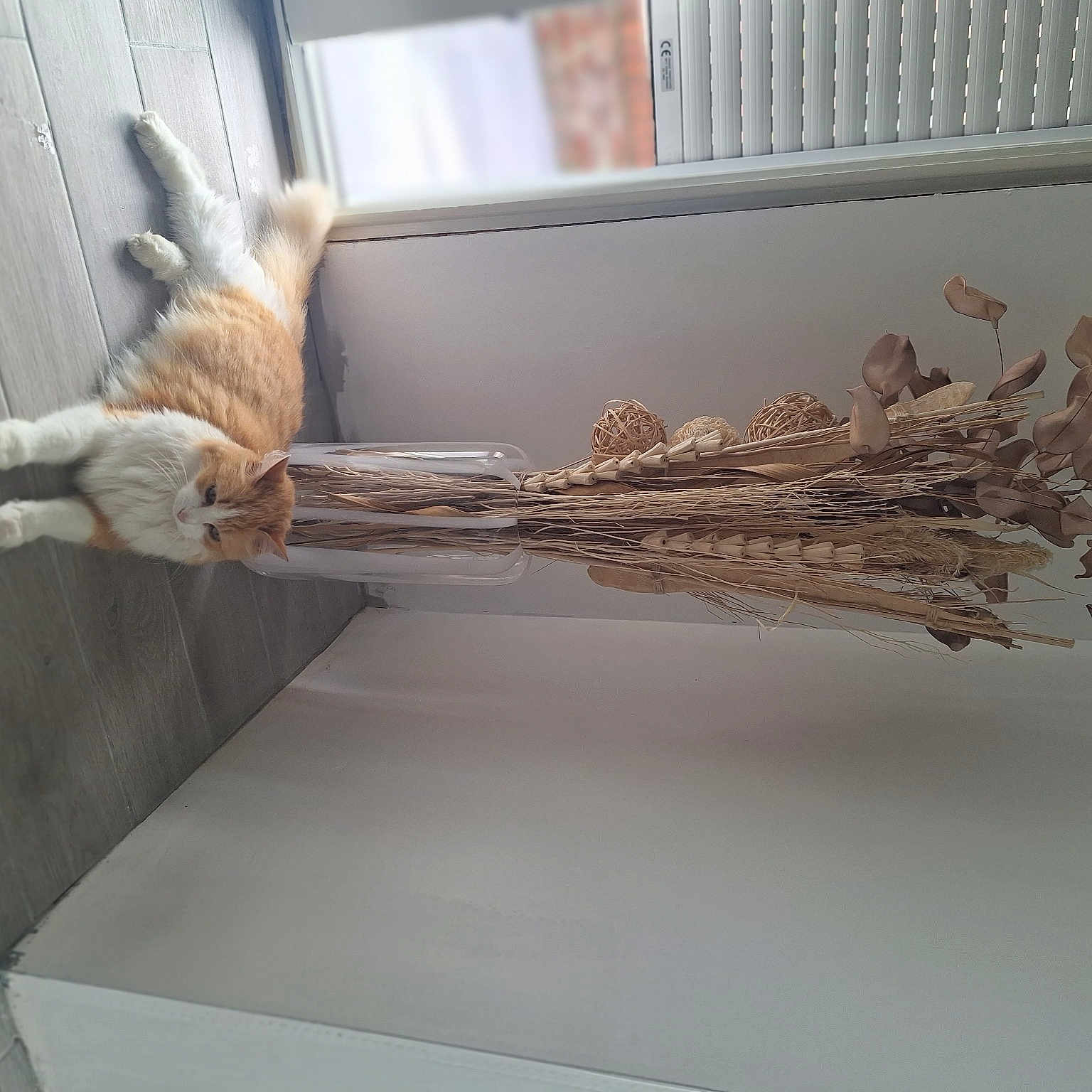 Nemo
