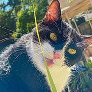 Toothless joined the competition — help win amazing prizes! cat, tuxedo_cat, animal, pet, outdoor, greenery, grass, sunlight, yellow_eyes, whiskers, closeup, nature, pink_nose, curious, feline, portrait, daylight, black_and_white, playful, background_blur