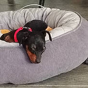 Ayguades participe au concours pour gagner de l'argent avec cette photo : dog, sleeping, pet_bed, red_collar, indoor, tile_floor, quiet, resting, small_dog, cozy, black_dog, brown_markings, furniture_leg, relaxation, nap, cute, animal, domestic, companion, comfort