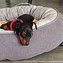 dog, sleeping, pet_bed, red_collar, indoor, tile_floor, quiet, resting, small_dog, cozy, black_dog, brown_markings, furniture_leg, relaxation, nap, cute, animal, domestic, companion, comfort