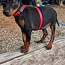 puppy, dog, black_and_tan, harness, red_harness, wood_log, gravel, trees, outdoor, pet, young_dog, animal, curious, standing, nature, canine, parked_cars, daylight, leash, small_dog