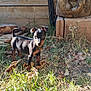 puppy, dog, grass, leaves, outdoor, sunlight, wood, brick, nature, animal, pet, young_dog, curious, small, alert, brown, black, yard, daytime, mammal