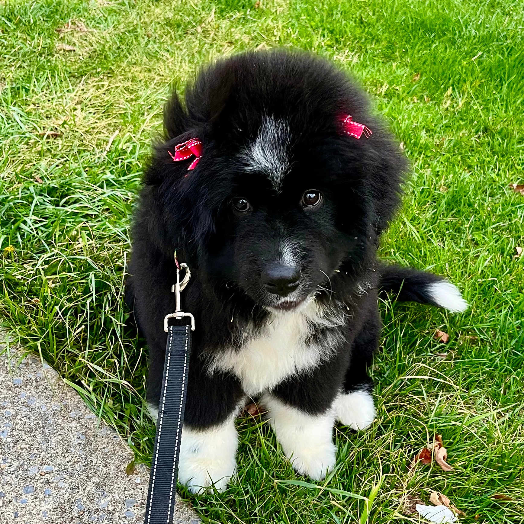 Bitsy Bear is registered to the contest to win money with this photo: adorable, animal, black_and_white, companion, cute, dog, ears, fluffy, fur, grass, leash, looking_up, nature, outdoor, pet, puppy, red_bows, sidewalk, sitting, young_dog