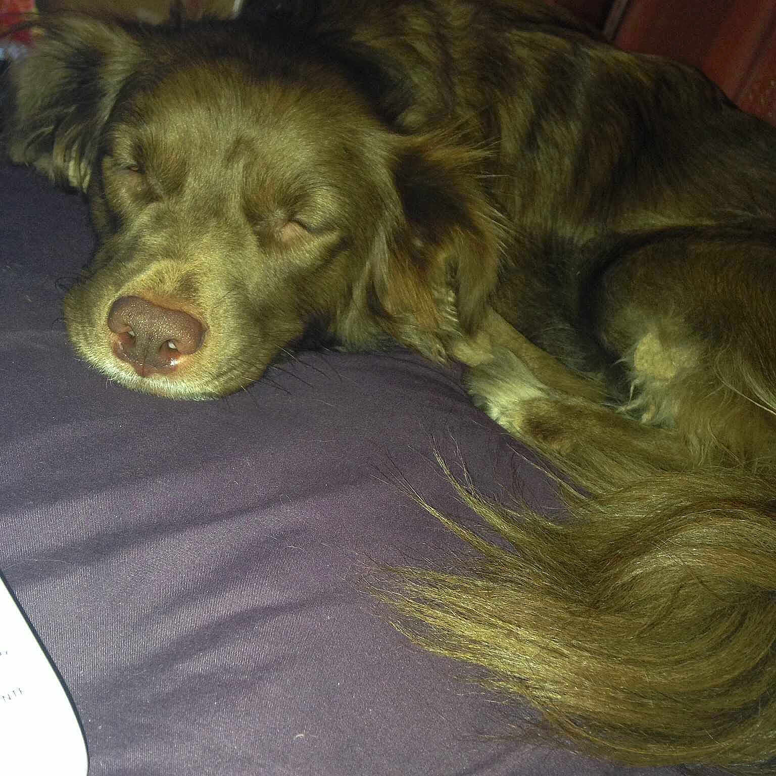 Roxy