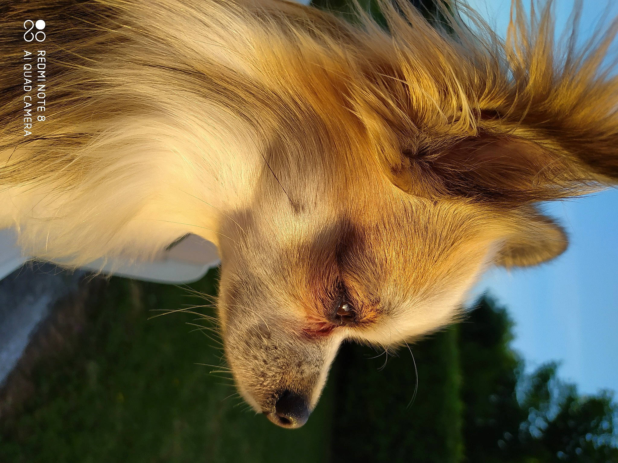 Nelson a rejoint le concours — aidez-le/la à gagner de superbes lots ! canidae, carnivore, close_up, dog_breed, ear, fawn, fur, snout, tail, whiskers, wildlife