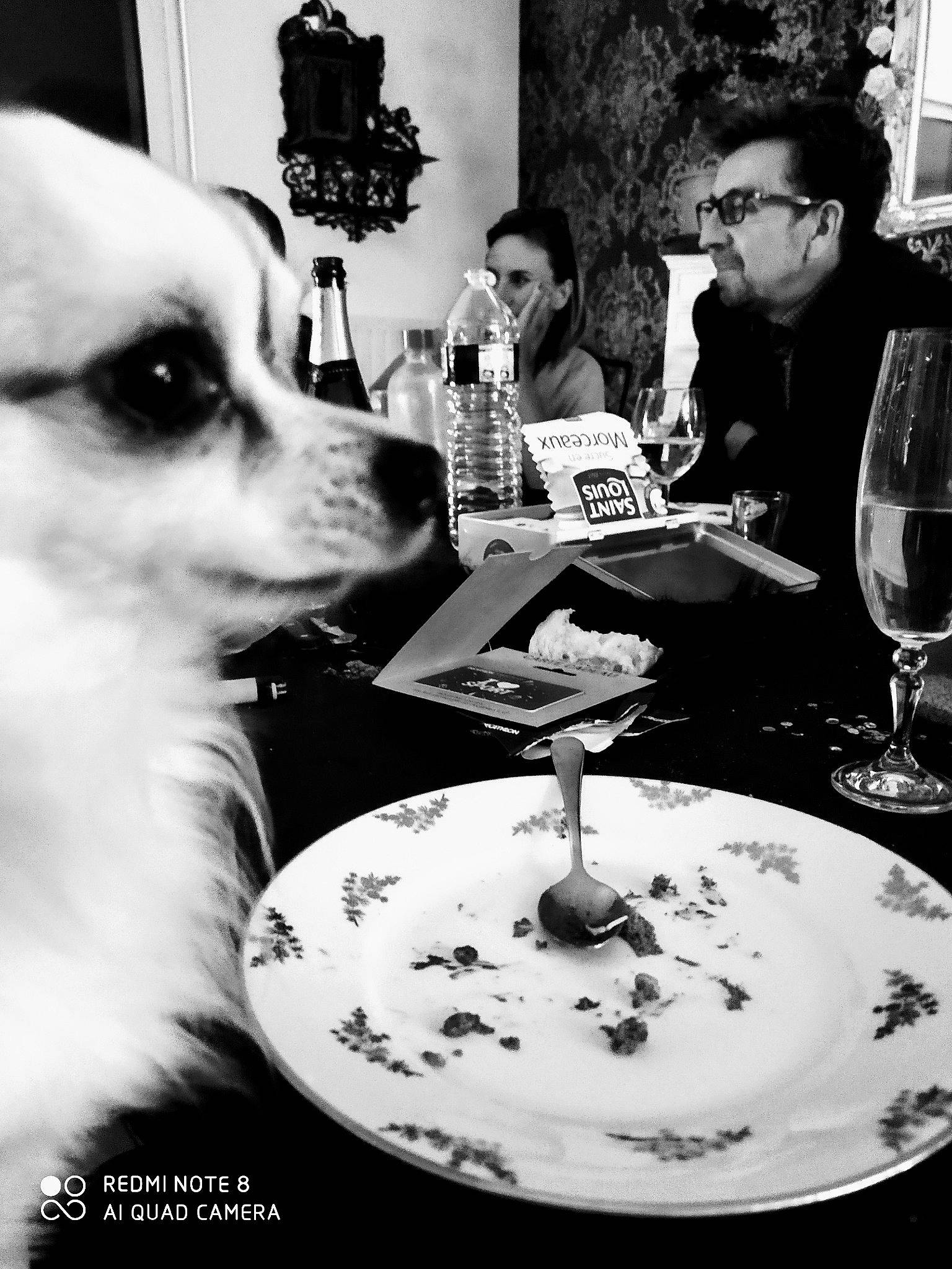 Nelson a rejoint le concours — aidez-le/la à gagner de superbes lots ! black_and_white, canidae, carnivore, chihuahua, companion_dog, dog, dog_breed, monochrome, photography, toy_dog, white