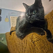 Mango is registered to the contest to win money with this photo: black_cat, cat, feline, pet, indoor, couch, brown_couch, armrest, wide_eyes, alert, whiskers, fur, home_interior, shelf, wall_art, decor, soft_lighting, cozy, relaxed, animal