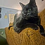 black_cat, cat, feline, pet, indoor, couch, brown_couch, armrest, wide_eyes, alert, whiskers, fur, home_interior, shelf, wall_art, decor, soft_lighting, cozy, relaxed, animal