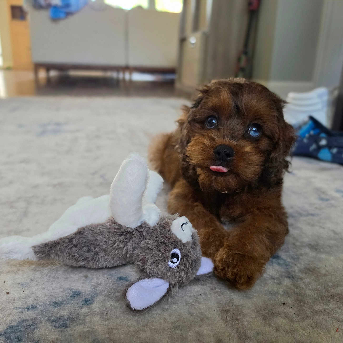 Murphy Percival