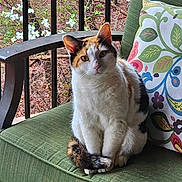 Callie joined the competition — help win amazing prizes! cat, calico_cat, chair, cushion, pillow, floral_pattern, porch, outdoor, nature, trees, flowers, green, pet, animal, sitting, curious, feline, domestic_animal, wooden_furniture, relaxing
