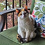 cat, calico_cat, chair, cushion, pillow, floral_pattern, porch, outdoor, nature, trees, flowers, green, pet, animal, sitting, curious, feline, domestic_animal, wooden_furniture, relaxing