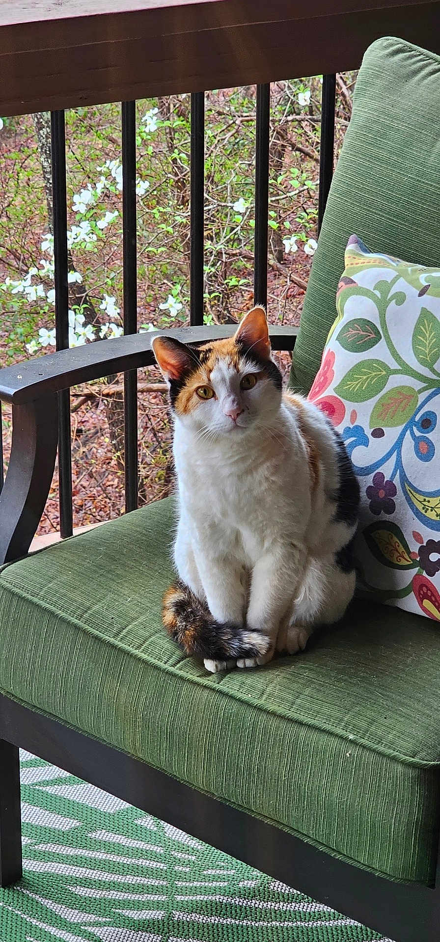 Callie