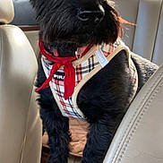 Winter joined the competition — help win amazing prizes! dog, black_dog, plaid_harness, red_bandana, car_interior, backseat, beige_seat, sunlight, pet, animal, fur, alert, window, leather_seat, collar, domestic_animal, transportation, vehicle, seat, canine