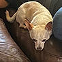 Chepe is registered to the contest to win money with this photo: dog, small_dog, cream_colored, leather_couch, indoors, relaxed, resting, pet, animal, canine, furniture, human_arm, casual, brown, comfort, companion, domestic, living_room, side_view, close_up