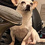 dog, small_dog, white_dog, chair, leather_chair, slipper, pet, indoor, ears, sitting, tired, close_up, furniture, floor_vent, paw, animal, cute, companion, household, relaxed