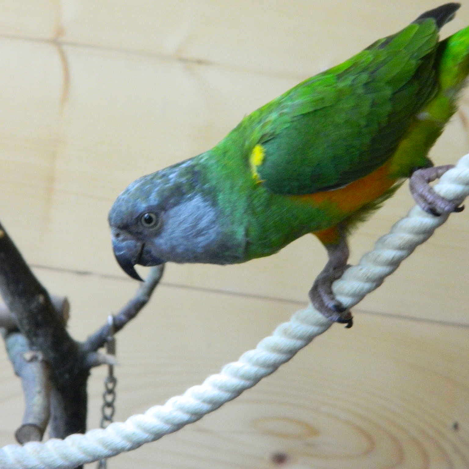 Cachou