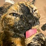 cat, tortoiseshell, licking, paw, indoor, carpet, closeup, feline, pet, animal, tongue, fur, whiskers, grooming, cute, blurry, face, expression, relaxed, home
