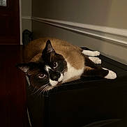 Ash is registered to the contest to win money with this photo: cat, siamese_cat, indoor, animal, pet, feline, resting, black_surface, hallway, dim_lighting, brown_fur, white_paws, whiskers, relaxed, looking_at_camera, domestic_animal, wood_floor, wall, quiet, cozy