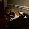 animal, black_surface, brown_fur, cat, cozy, dim_lighting, domestic_animal, feline, hallway, indoor, looking_at_camera, pet, quiet, relaxed, resting, siamese_cat, wall, whiskers, white_paws, wood_floor